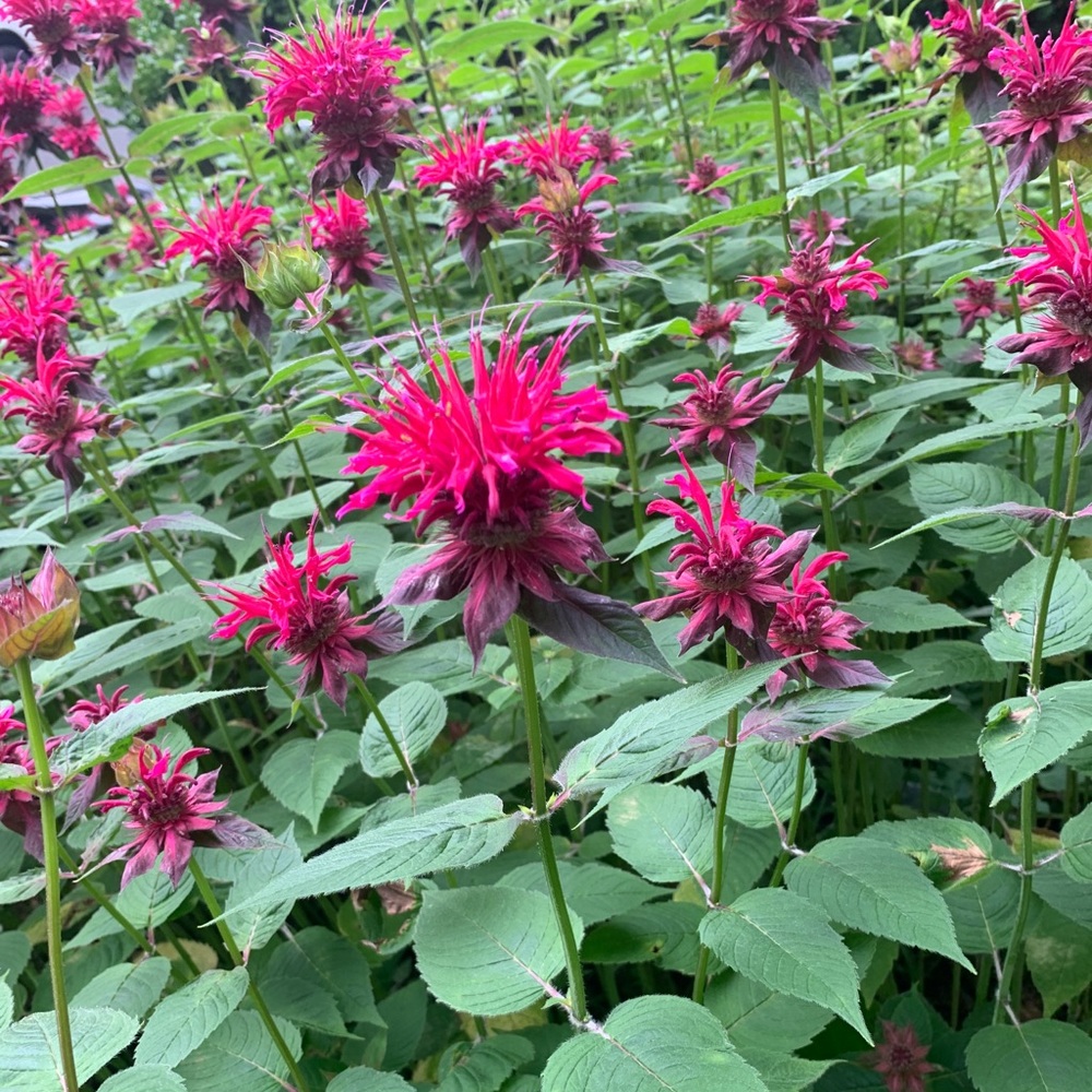 Meet your Posher, Stacy